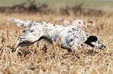 SETTER ANGLAIS 125